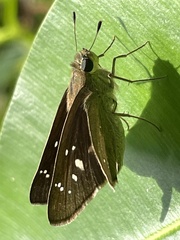 Borbo cinnara