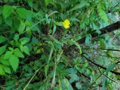Oenothera parviflora