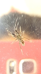 Pranburia mahannopi