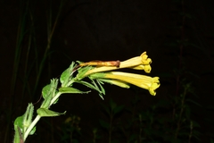 Lithospermum oblongifolium