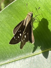 Borbo cinnara
