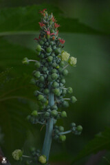 Ricinus communis