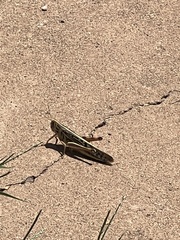 Schistocerca americana