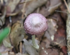Gymnopus