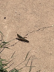 Schistocerca americana