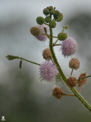 Mimosa diplotricha