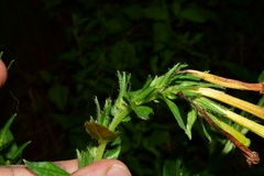 Lithospermum oblongifolium
