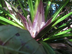 Freycinetia banksii