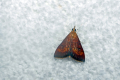 Pyrausta