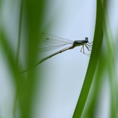 Lestes