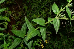 Lithospermum oblongifolium