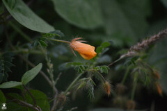 Kallstroemia grandiflora