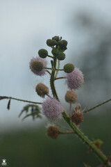 Mimosa diplotricha
