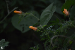 Kallstroemia grandiflora
