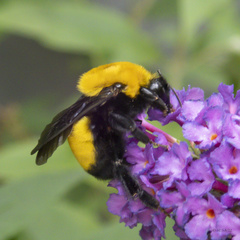 Bombus morrisoni