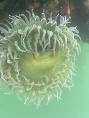 Anthopleura xanthogrammica