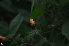 Kallstroemia grandiflora