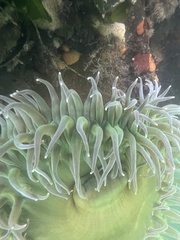 Anthopleura xanthogrammica