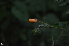 Kallstroemia grandiflora