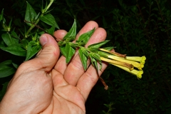 Lithospermum oblongifolium