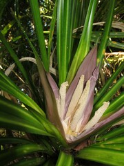 Freycinetia banksii