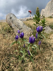 Gentiana linearis
