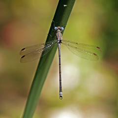 Archilestes californicus