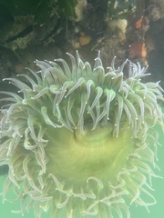 Anthopleura xanthogrammica