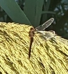 Pantala hymenaea