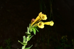 Lithospermum oblongifolium