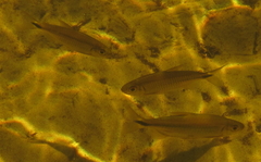 Brycinus lateralis