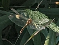 Pantala hymenaea