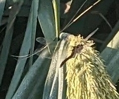 Pantala hymenaea