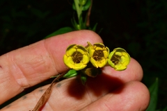 Lithospermum oblongifolium