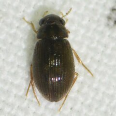 Berosus