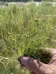 Fimbristylis vahlii