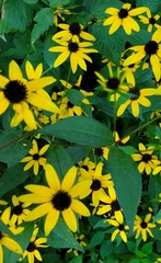 Rudbeckia fulgida