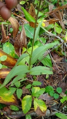Epipactis atrorubens