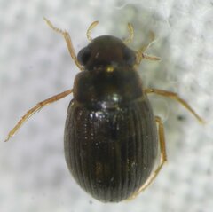 Berosus
