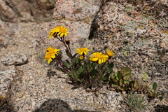 Packera werneriifolia