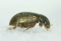Berosus
