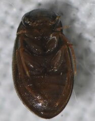 Berosus