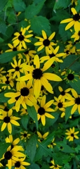 Rudbeckia fulgida