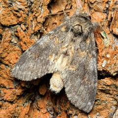 Peridea angulosa