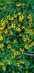 Rudbeckia fulgida