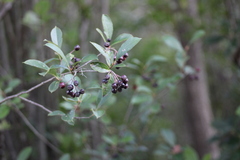 Aronia