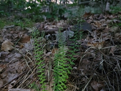 Asplenium platyneuron