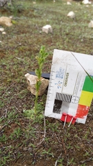 Pterostylis cycnocephala