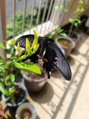 Papilio demetrius