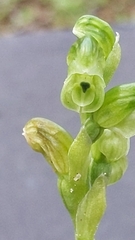 Pterostylis cycnocephala